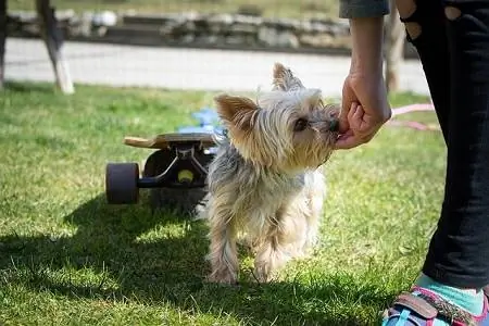 Chakula cha Mbwa kwa Watoto wa Yorkie