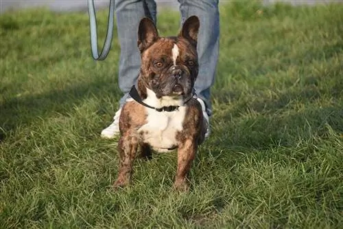 Bulldog francès caminant amb el propietari a l'aire lliure