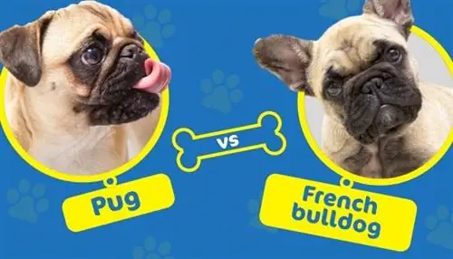 Pug εναντίον French Bulldog: Ποια φυλή είναι κατάλληλη για εσάς;