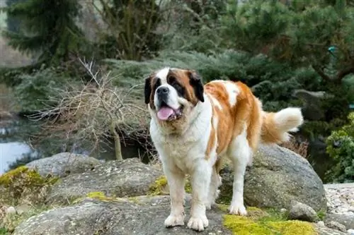 naispuolinen saint bernard ulkona