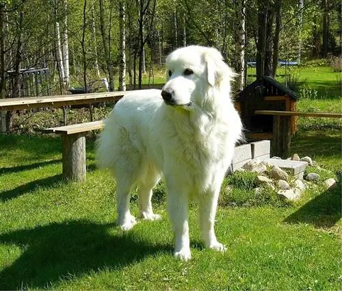 Great Pyredane (Great Pyrenees & Great Dane Mix)