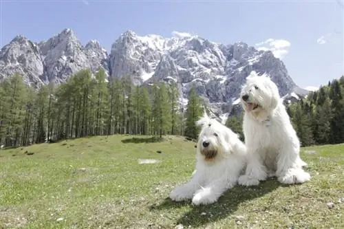 ovcharka rusia selatan di slovenie_Monica Martinez DoAllo_shutterstock