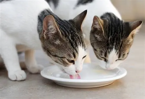 Twee katte wat melk uit bak drink