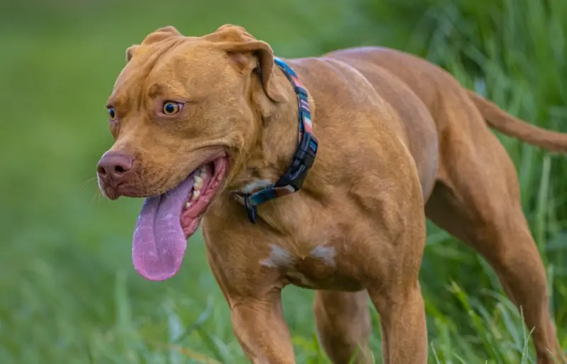 vizsla pitbull mix šteňa s vyplazeným jazykom