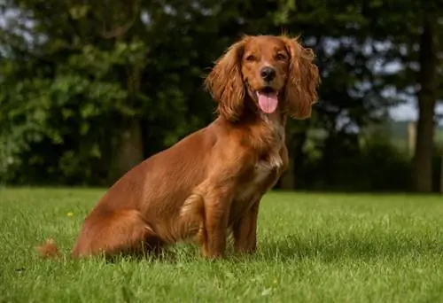 cocker spaniel pies siedzi na trawie