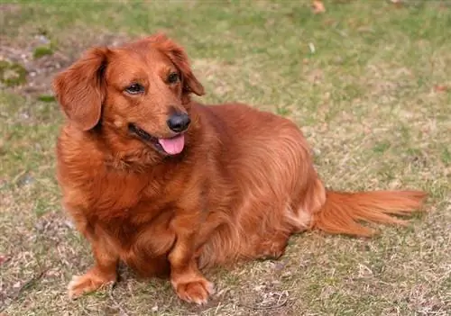 Зүлгэн дээр хэвтэж буй Golden Dox (Golden Retriever x Dachshund) нохой