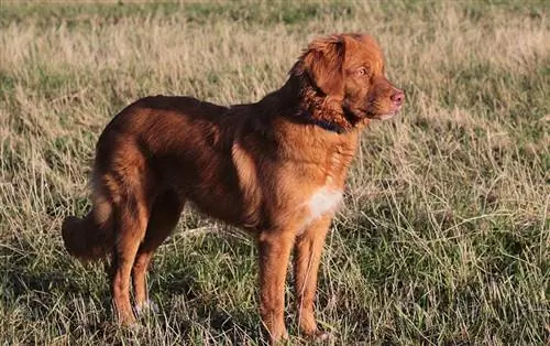 bebek nova scotia berdentang retriever di lapangan