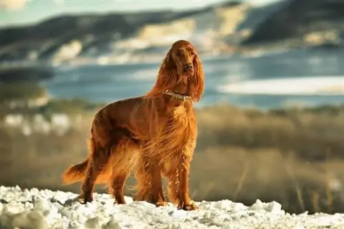 dağlarda irlandiyalı setter