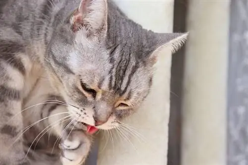 un chat qui se sent malade et semble vomir