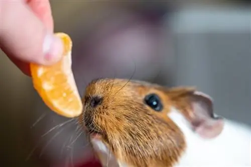 Meerschweinchen, das eine Orange isst