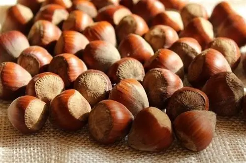 Hazelnuts