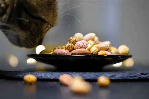 Pusang Kumakain ng Nuts