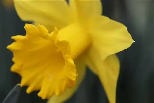 Daffodil