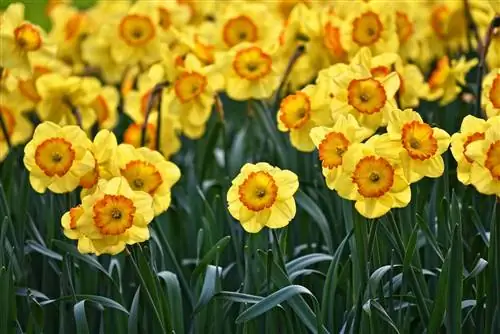 A mund të hanë macet daffodils? A janë ato helmuese për macet?