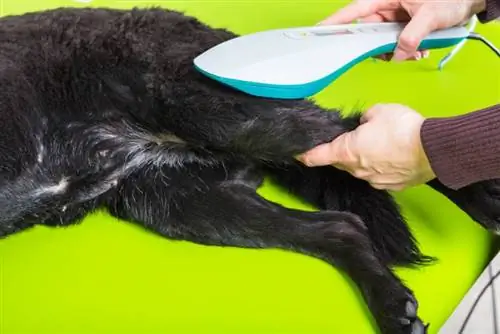 Laserbehandeling voor honden: door dierenarts uitgelegd therapie, voor- en nadelen & FAQ