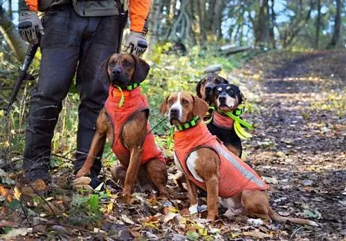 10 Rompi Berburu Anjing Terbaik 2023 – Ulasan & Pilihan Teratas