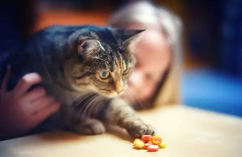 I gatti possono mangiare caramelle? Cosa hai bisogno di sapere