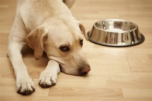 Labrador retriever lê naby 'n groot leë hondekosbak