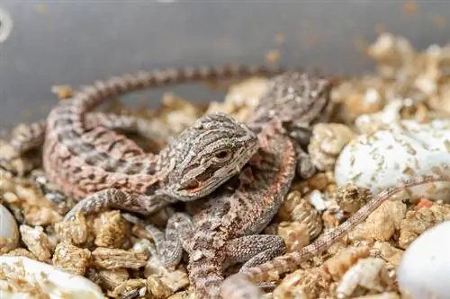 Kaip veisti barzduotus drakonus: žingsnis po žingsnio vadovas (veterinarijos atsakymas)