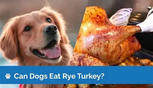 I cani possono mangiare il tacchino? La Turchia è sicura per i cani?