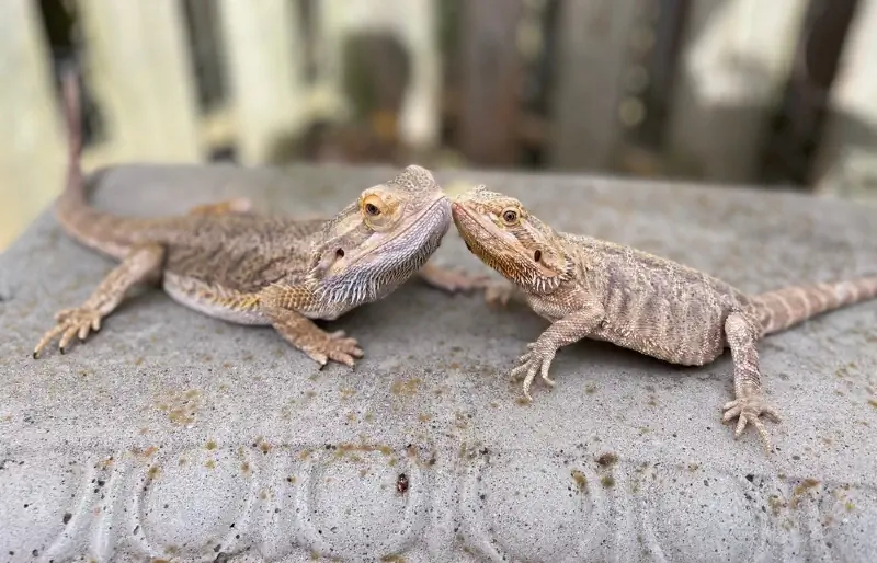 dragonj me mjekër mashkull dhe femër në një stol betoni