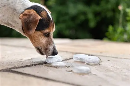 Jack Russell teriér olizuje led