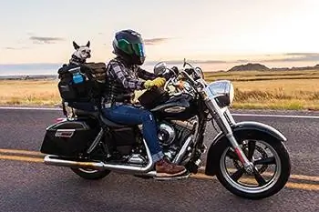 7 Melhores transportadoras de cães para motocicletas de 2023 – Avaliações & Principais escolhas