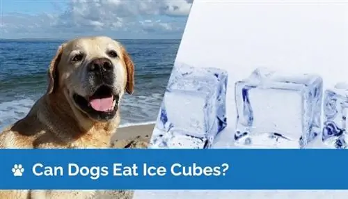 Können Hunde Eis essen? Ist Eis für Hunde sicher?