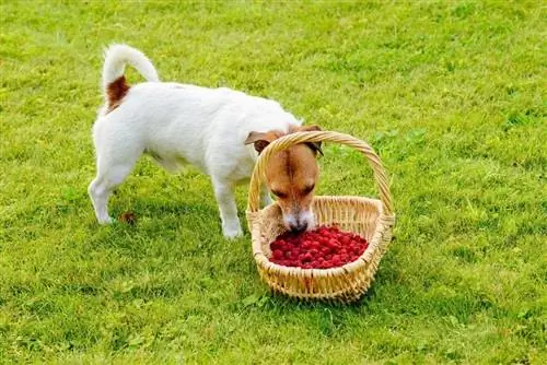 cane che mangia lamponi dal cestino