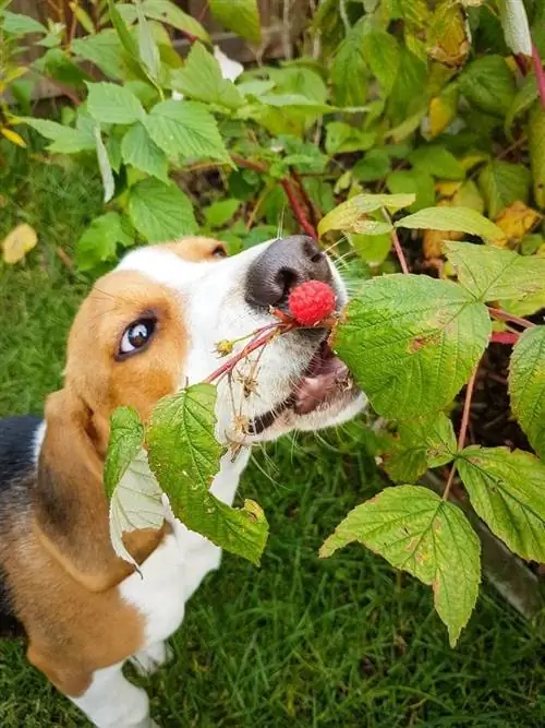 beagle ăn quả mâm xôi từ bụi cây