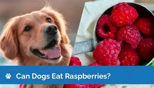 Dürfen Hunde Himbeeren essen? Was du wissen musst