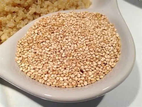 цагаан тавган дээр quinoa үр