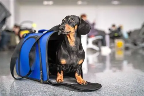 Nakaupo ang dachshund sa pet carrier