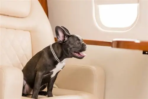 Kann ich meinem Hund einen Sitzplatz im Flugzeug kaufen? (Leitfaden 2023)