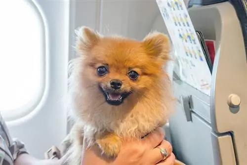 cão da pomerânia a bordo de um avião com o dono