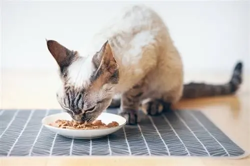 un gato Devon Rex comiendo de un plato de cerámica blanca