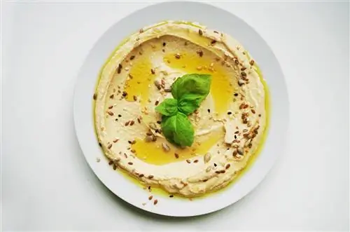 Mèo ăn Hummus được không? Những gì bạn cần biết