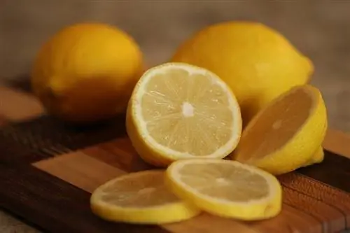 ¿Pueden los gatos comer limones? ¡Lo que necesitas saber