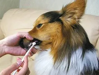 9 mejores pastas de dientes para perros de 2023 – Reseñas & Mejores selecciones