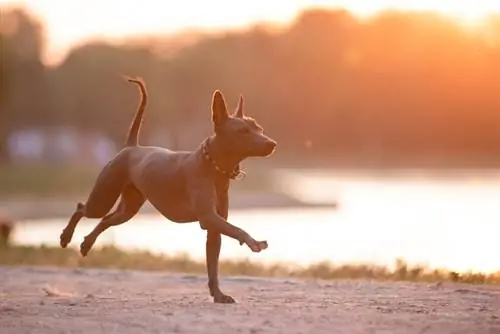 Xoloitzcuintli race, mexicanske hårløse hunde