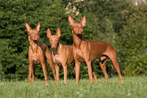 Pharaoh Hounds