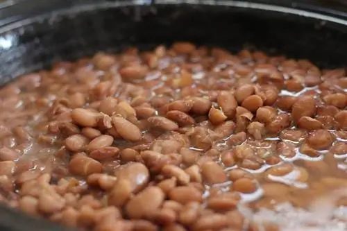 Bisakah Anjing Makan Kacang Refried? Apa yang perlu Anda ketahui