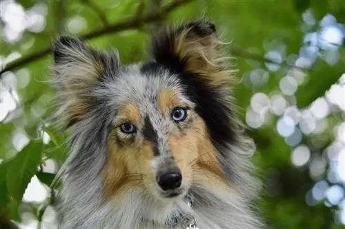 Cane pastore delle Shetland