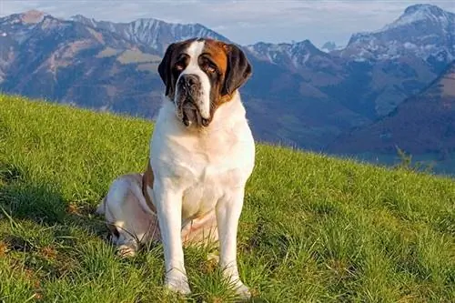 Saint Bernard sitter på engen