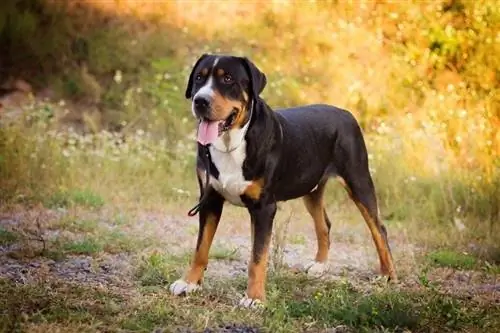 stor schweizisk bergshund stående