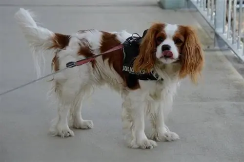 Cavalier King Charles španiel pes