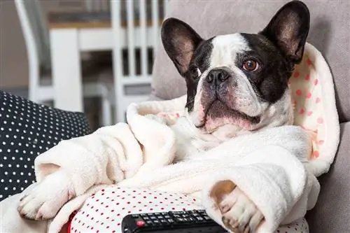 bouledogue français tenant la télécommande du téléviseur