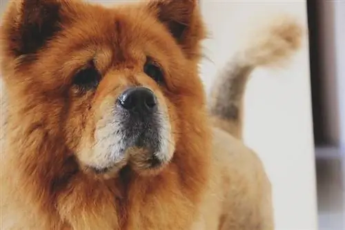 Chow chow