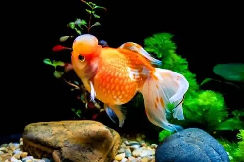 Calico Crown Pearlscale poisson rouge