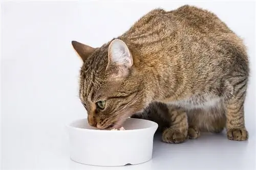 un gato atigrado comiendo de un tazón blanco